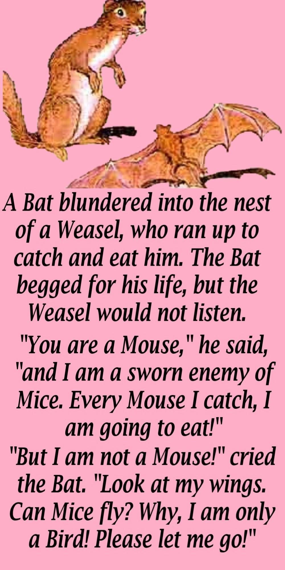 1The Bat And The Weasels -