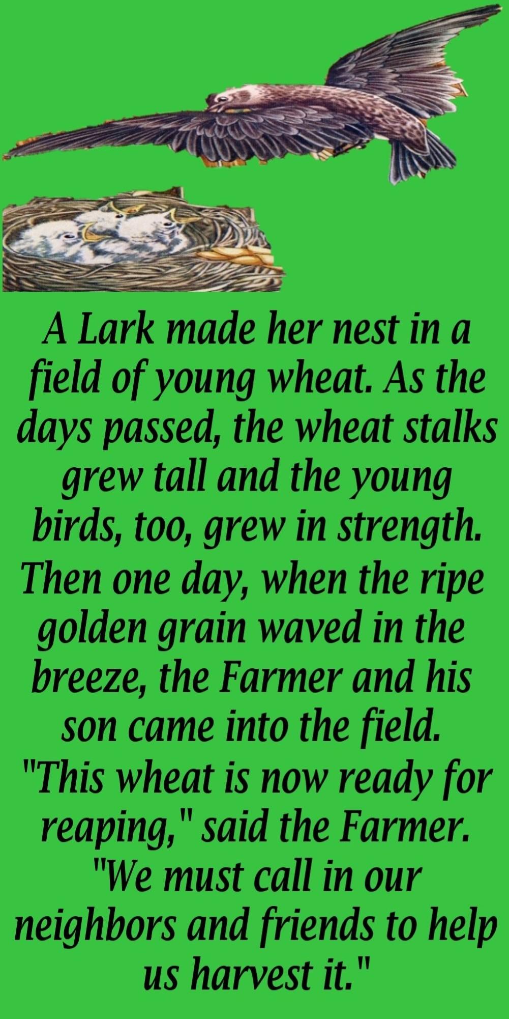 1The Lark And Her Young Ones -