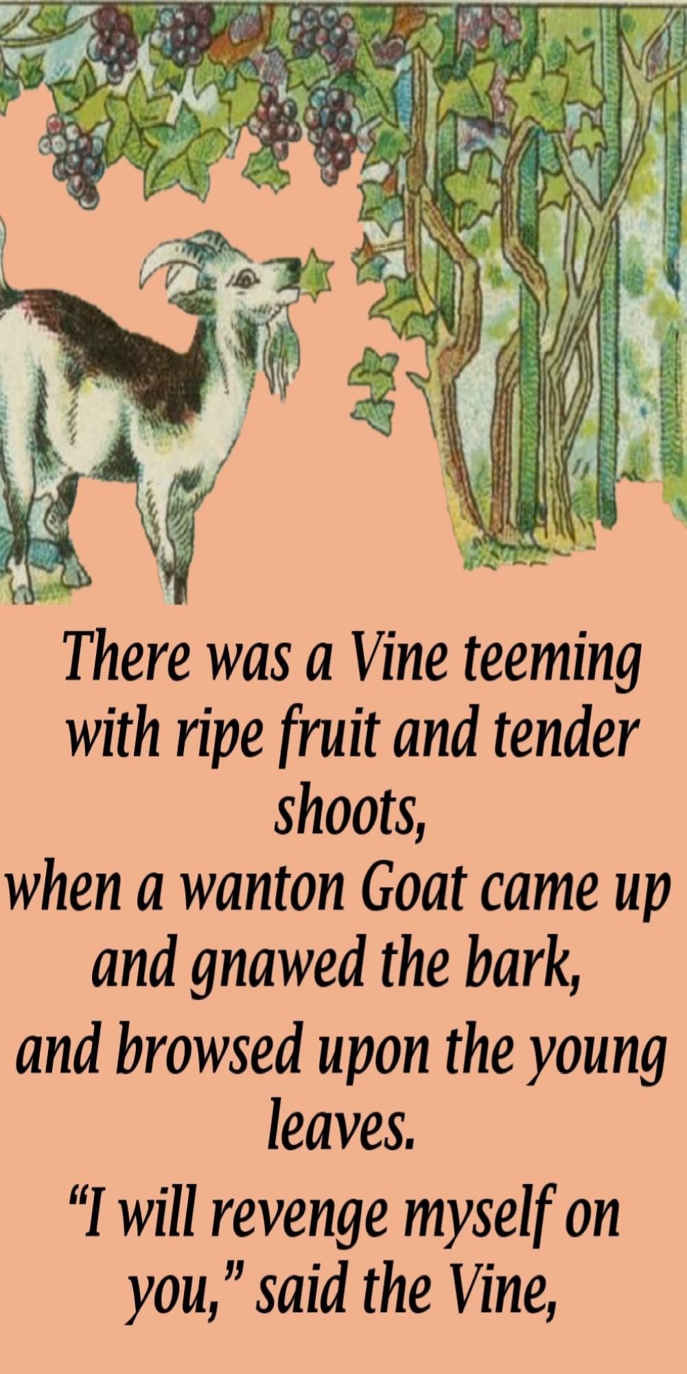 1The Vine And The Goat -