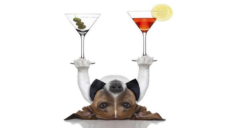A man walks into a bar with his dog Humor 1 - A Man Walks Into A Bar With His Dog - Humor