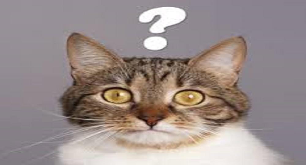 Cat Question Humor - Cat Question - Humor