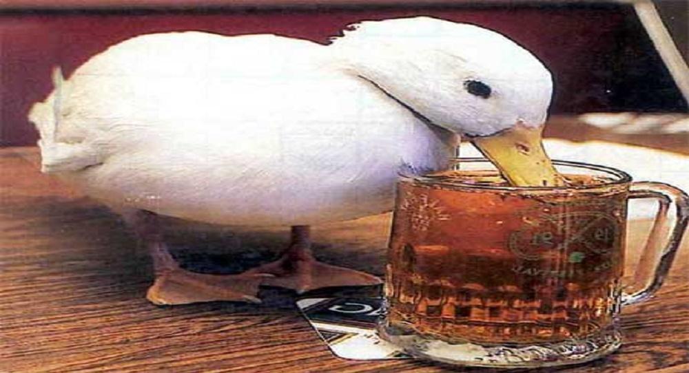 Duck and Bartender Humor - Duck And Bartender - Humor